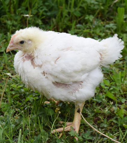 plymouth rock kyllinger sælges