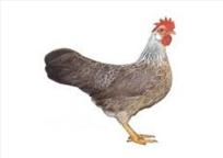 sølvhalset italiener